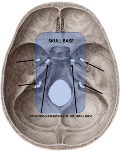 Skull Base